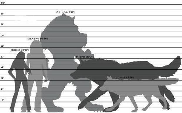 how-big-are-werewolves-supposed-to-be-and-how-big-can-they-get-r-whitewolfrpg